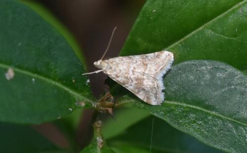 Réf. 330 306 : Hellula undalis